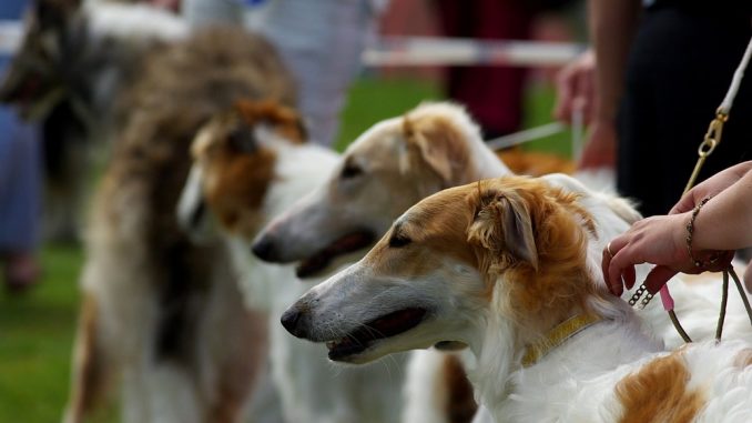 Dog Show & Fun Day 4 May 2019