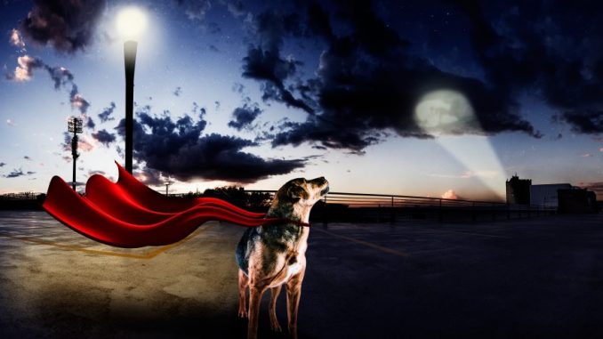 Bikers PAW-TY fundraiser event for New Beginnings Charity