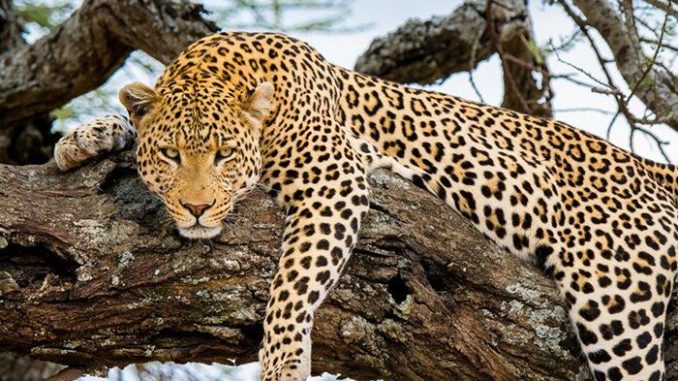 Domus Aurea Safari Leopard Watching