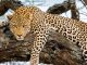 Domus Aurea Safari Leopard Watching